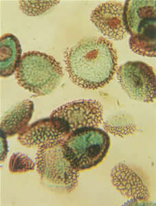 SJ-161 �����⹸��ˮ����ϴ�� 